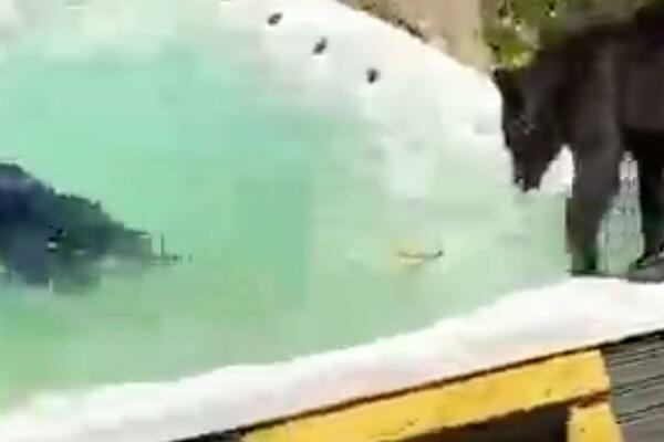 MEDVEĐA ZABAVA! Upali komšijama u DVORIŠTE i brčnuli se u BAZENU! (VIDEO)