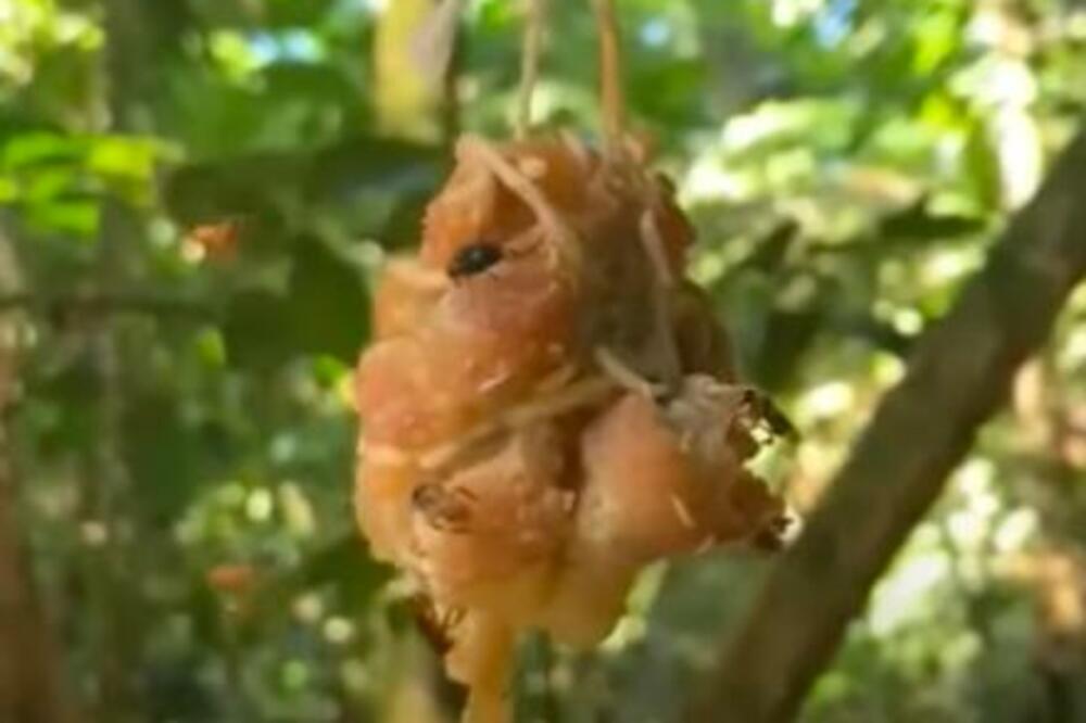 CVETNE LIVADE ZAMENILE ŽIVOTINJSKIM LEŠEVIMA: Otkrivena nova vrsta PČELA koja se prilagodila promenama! (VIDEO)