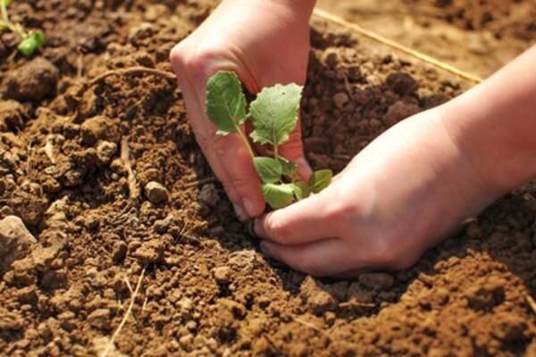 SRBIJA 1. PUT POSLALA SEME U "NOJEVU BARKU"! U Svetski trezor stiglo 96 uzoraka žita, nalazi se u Arktičkom okeanu