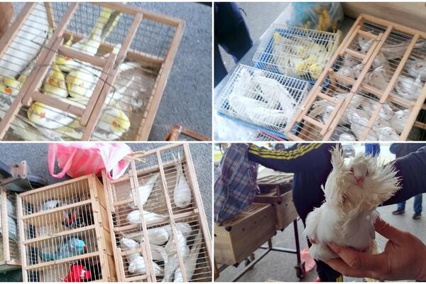 CARINICI SE ŠOKIRALI! Preko 100 ŽIVIH krijumčarenih ptica otkriveno na Gradini! (FOTO)