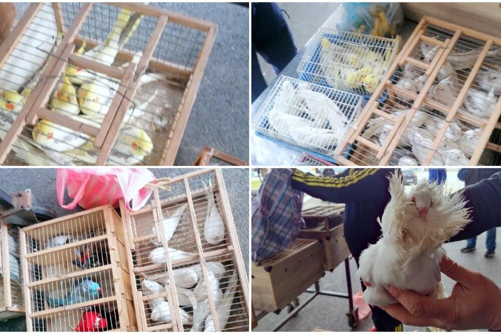 CARINICI SE ŠOKIRALI! Preko 100 ŽIVIH krijumčarenih ptica otkriveno na Gradini! (FOTO)