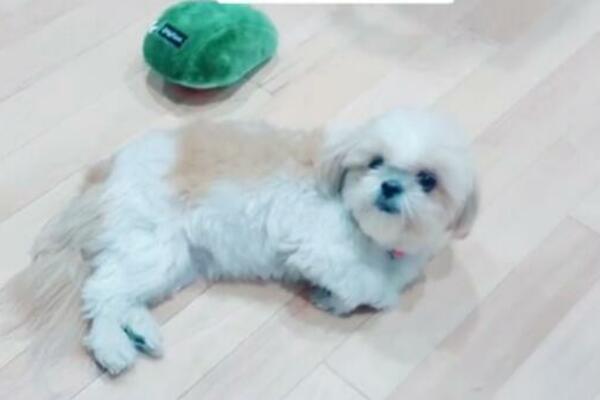 PREVARILA GA VLASNICA! Ljubimac pomislio da će dobiti MAŽENJE, a zapravo se desilo OVO! (VIDEO)