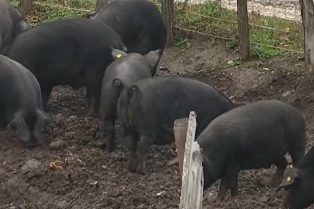 AFRIČKA KUGA SVINJA U BOGATIĆU: Obavljena eutanazija oko 300 grla
