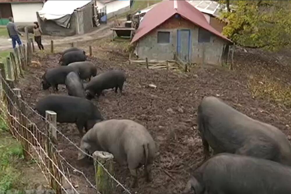 DA LI ĆE SRBI OPET ŽIVETI OD SVINJA KAO U VREME MILOŠA OBRENOVIĆA? Nada postoji, u toku je preporod ovog brenda