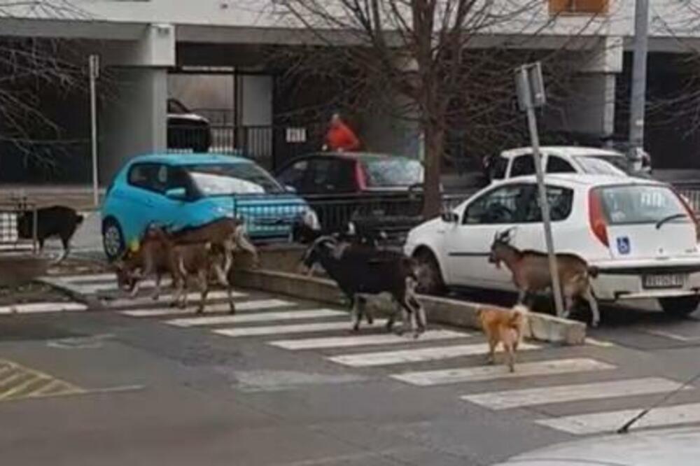 FARMA UŽIVO U BLOKU 72! Stado koza nonšalantno prelazi pešački, prolaznici u NEVERICI (VIDEO)