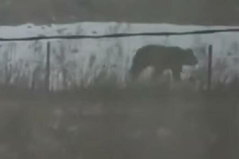 MRKI MEDVED SE POJAVIO I NAPAO NESREĆNU ŽENU: Povređena je i HOSPITALIZOVANA! (VIDEO)