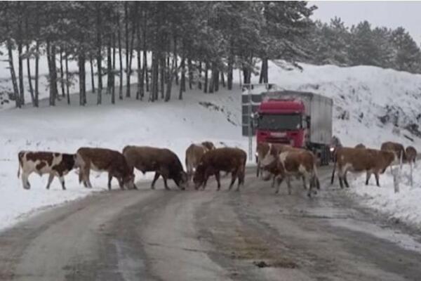 VOZAČ KAMIONA NIJE MOGAO DA VERUJE ŠTA VIDI! Krenuo je ka Zlatiboru, a na put su mu izletele ONE! (FOTO)