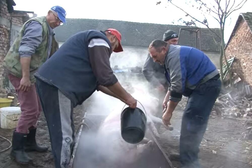 SADA JE VREME ZA SVINJOKOLJ! Pogledajte kako se kod kuće spremaju ČVARCI, KOBASICE, ŠVARGLE (VIDEO)