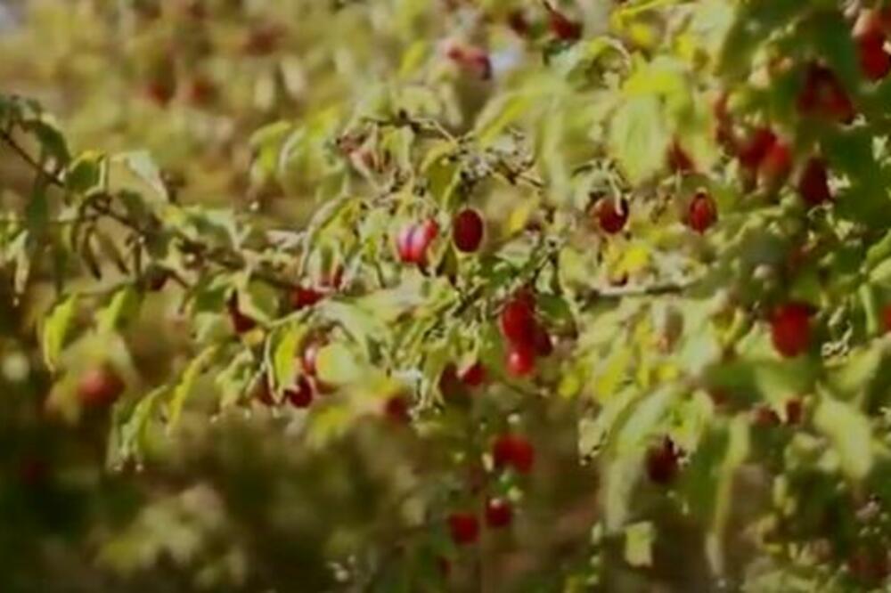 NE KAŽE SE BEZVEZE "ZDRAV K'O DREN": Evo kako se gaji BLAGOTVORNA BILJKA NAŠIH PREDAKA!