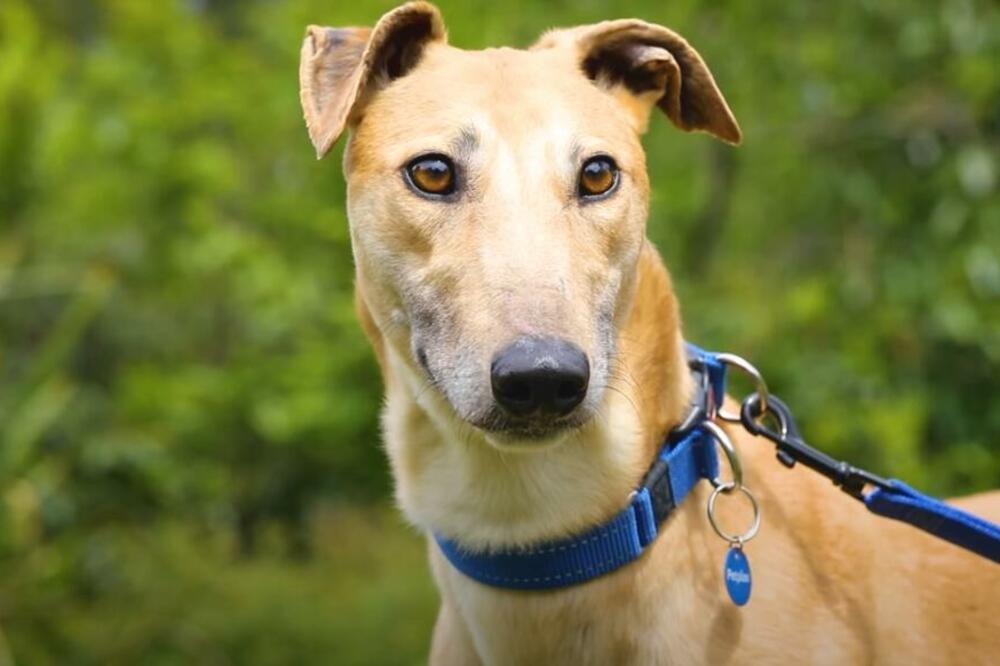 OVE NAMIRNICE MOGU TRAJNO DA NARUŠE ZDRAVLJE VAŠEG PSA: Mnogi to ne znaju