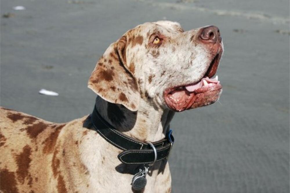 DALA JE PSU DA JOJ LIZNE RUKU, UVEČE SE PROBUDILA SA GROZNICOM: Otišla je u bolnicu, a tamo JOJ ODSEKLI ŠAKE