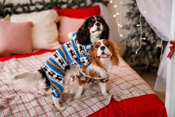 OVO SU NAJBOLJI KUĆNI LJUBIMCI ZA STAN! Ako uzmete ove SLATKIŠE, nećete pogrešiti (FOTO)