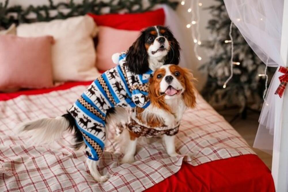 OVO SU NAJBOLJI KUĆNI LJUBIMCI ZA STAN! Ako uzmete ove SLATKIŠE, nećete pogrešiti (FOTO)