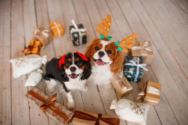 10 NAJLEPŠIH RASA PASA NA SVETU! Ovi psi pored dobre zaštite biće vam i najbolji PRIJATELJI, UŽIVAJTE (FOTO)