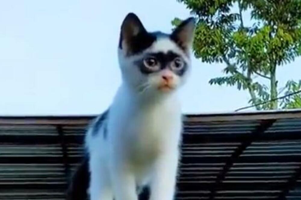KOJI JE OVO SUPER JUNAK? Mačka je postala VIRAL društvenih mreža! (VIDEO)
