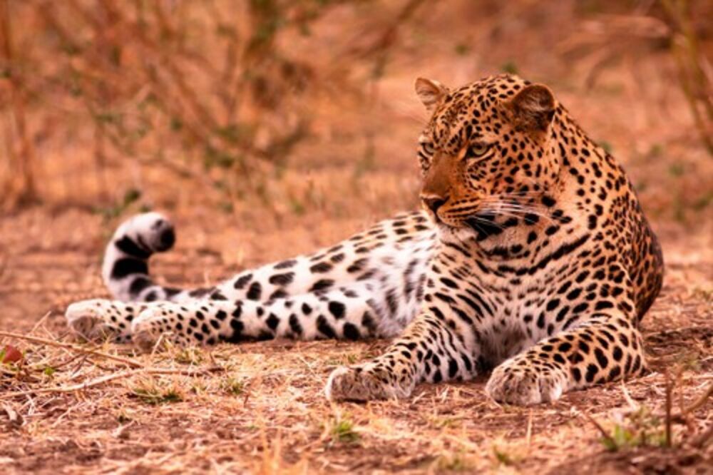 Leopard / Ilustracija