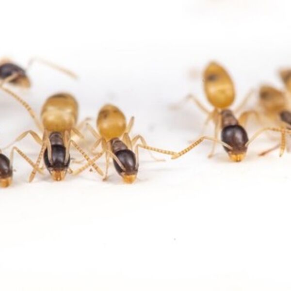 UVEĆANO LICE MRAVA IZGLEDA ZASTRAŠUJUĆE: Posle OVE SLIKE više ga nikada nečete gledati isto (FOTO)