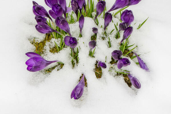 ZIMA IM NE MOŽE NIŠTA: Ove biljke svima uspevaju, jako su OTPORNE!