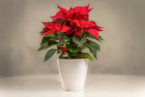 ŠTA BOŽIĆNA ZVEZDA DONOSI U KUĆU? Ovakav ODGOVOR niko nije očekivao (FOTO)