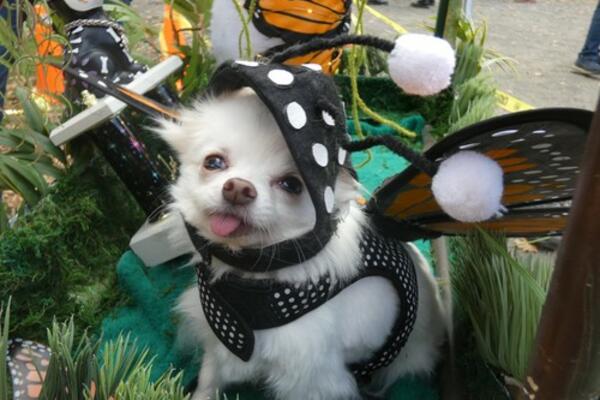 OVO SU ZNAKOVI DA JE VAŠEM PSU HLADNO! Ne dozvolite kuci da se prehladi, ovako ćete je ZAŠTITITI! (FOTO)