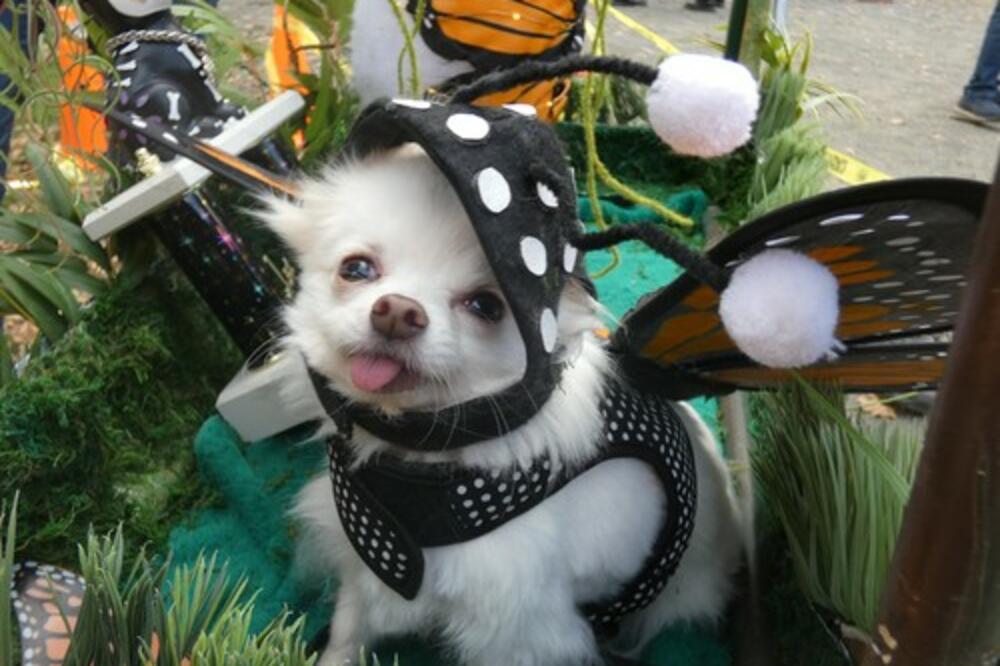 AJMO, LJUDI! Masovno udomljavanje životinja u subotu u pet gradova Srbije