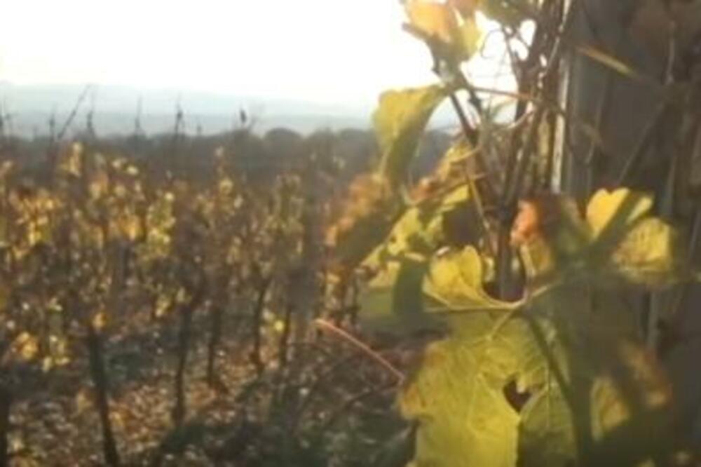 VINOGRADI SVE POPULARNIJI U SRBIJI: Četvrta generacija iz Banata neguje vinsku tradiciju! (FOTO)
