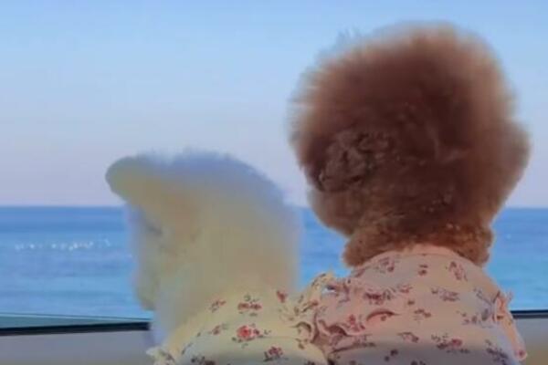 GLAVICE IM LANDARAJU KAO MASLAČCI, NE ODVAJAJU SE, IMAJU PRESLATKE SLIKE: Burgera i Flafi prati 69.000 ljudi! FOTO