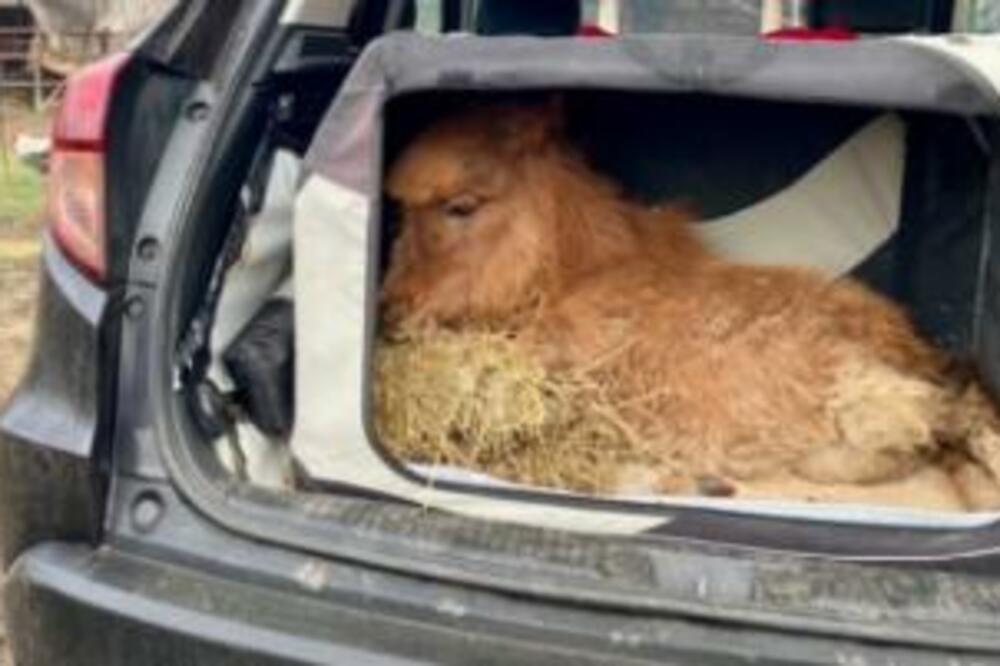 MALA STANA JE SINOĆ STIGLA NA KLINIKU ZAHVALJUJUĆI NAŠOJ DOKTORKI IZ AUSTRIJE! Prelepe vesti o magarencetu iz AZILA