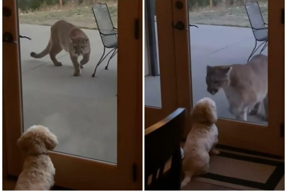 KRVOLOČNA DIVLJA ZVER JE DOŠLA U DOM: A onda se pojavio hrabri MINIJATURNI PAS i demonstrirao MOĆ (FVIDEO)