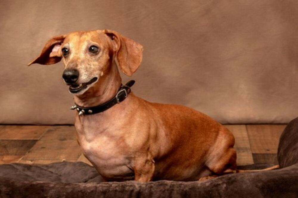 KAKO DA POSTUPATE SA PSOM KOJI NE VOLI DA SE KUPA? Vodite računa oko OVIH STVARI, neki su bas OSETLJIVI