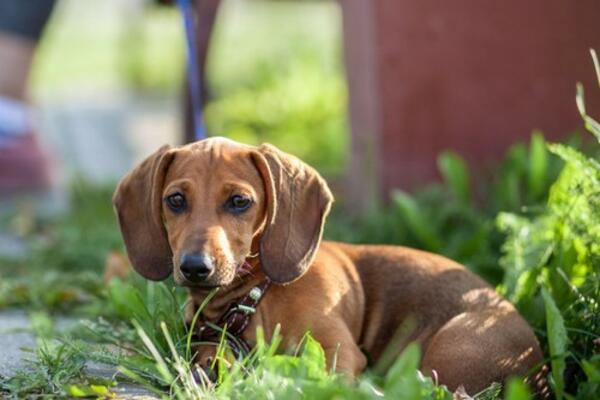 EVO ZAŠTO NEKI LJUDI NE VOLE PSE: Enigma konačno otkrivena, nećete verovati O ČEMU SE RADI - nije im lako
