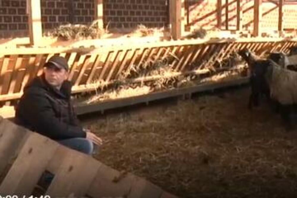 IVICA IZ PLOČICA UZGAJA OVCE RASE ROMANOVSKI! Troše manje hrane, a daju više JAGANJACA, posao mu PROCVETAO! (FOTO)