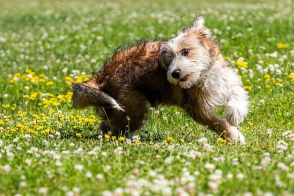 Osam najdruštvenijih rasa pasa koji uvek idu u čoporu: Odlično se slažu s drugim psima, a deca ih prosto obožavaju