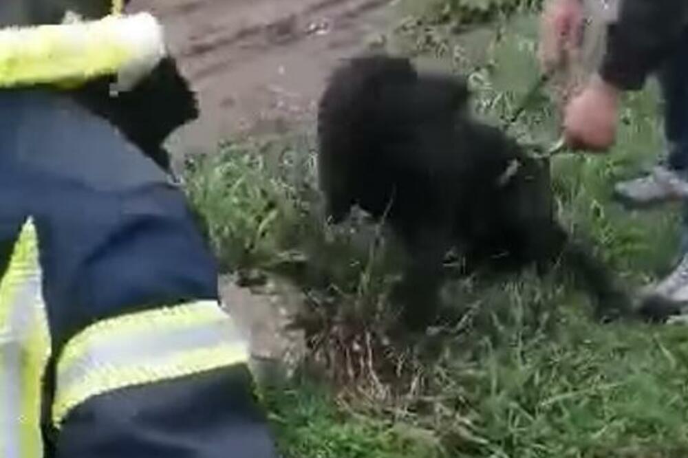 VATROGASCI IZ KNJAŽEVCA POKAZALI JUNAŠTVO NA DELU: Ušli su u šaht dubok 4 metra kako bi spasili PSA! (VIDEO)