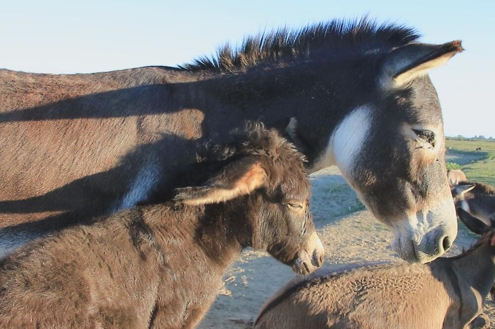 MAGARCI NISU ZAHTEVNI ZA UZGOJ: A litar njihovog mleka košta i do 50 EVRA! (FOTO)