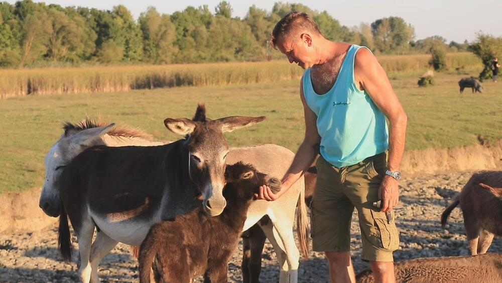 Magare, Magareće mleko