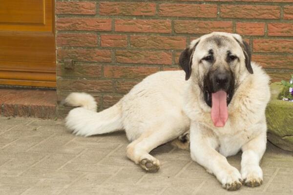 OVAJ PAS IMA NAJJAČI UGRIZ NA SVETU: Posebno je zaštitnički nastrojen PREMA DECI I ŽENAMA!