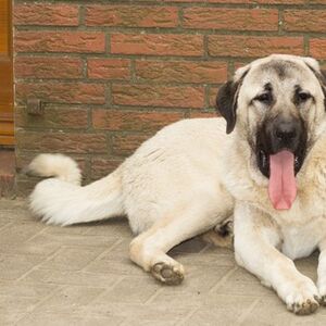 ISPOVEST VLASNIKA KANGALA KOJI JE ZADAVIO VUKA: "Da ih je bilo više, ne bi on uspeo"