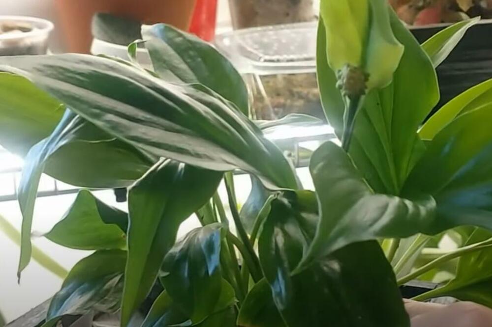 U BILJKE DODAJTE OVAJ JEFTIN SASTOJAK KOJI IMA SVAKA KUĆA U SRBIJI: Rešićete se najvećeg NEPRIJATELJA