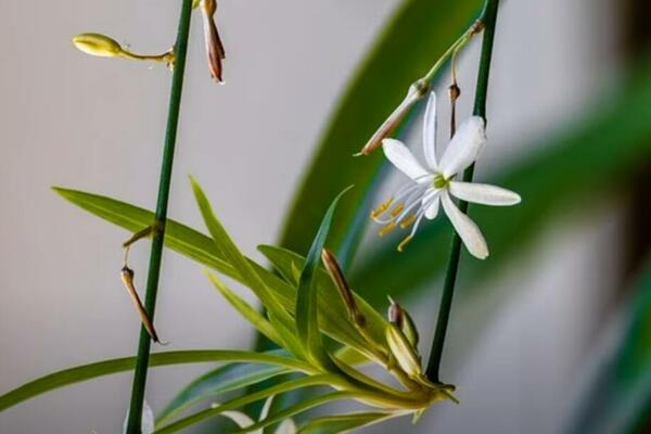 VODITE RAČUNA O CVEĆU I DOK STE NA ODMORU: Jednim TRIKOM preporodite biljke! (VIDEO)