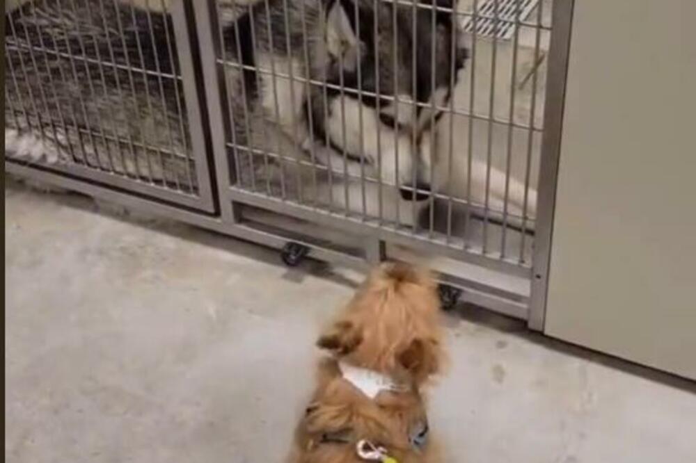 KADA VIDITE NJIHOV SUSRET, RASTOPIĆETE SE: 2 psa su se videla posle 18 meseci i nastala je ISTINSKA MAGIJA (VIDEO)