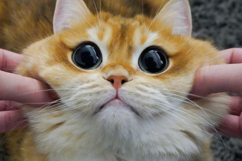 SEĆATE LI SE PRESLATKOG MAČKA IZ ŠREKA? Jedan KRZNENI ANĐELAK je ISTI ON, pogledajte ga samo, NEODOLJIV JE (FOTO)