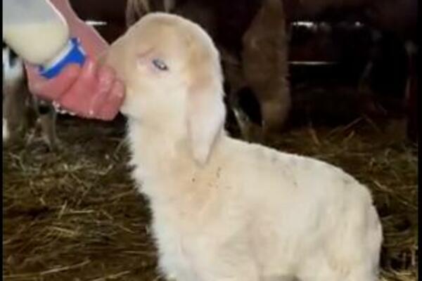 NAJSLAĐI SNIMAK KOJI ĆETE DANAS VIDETI: Mala OVČICA pije mleko iz flašice, PRESLATKA JE! (VIDEO)