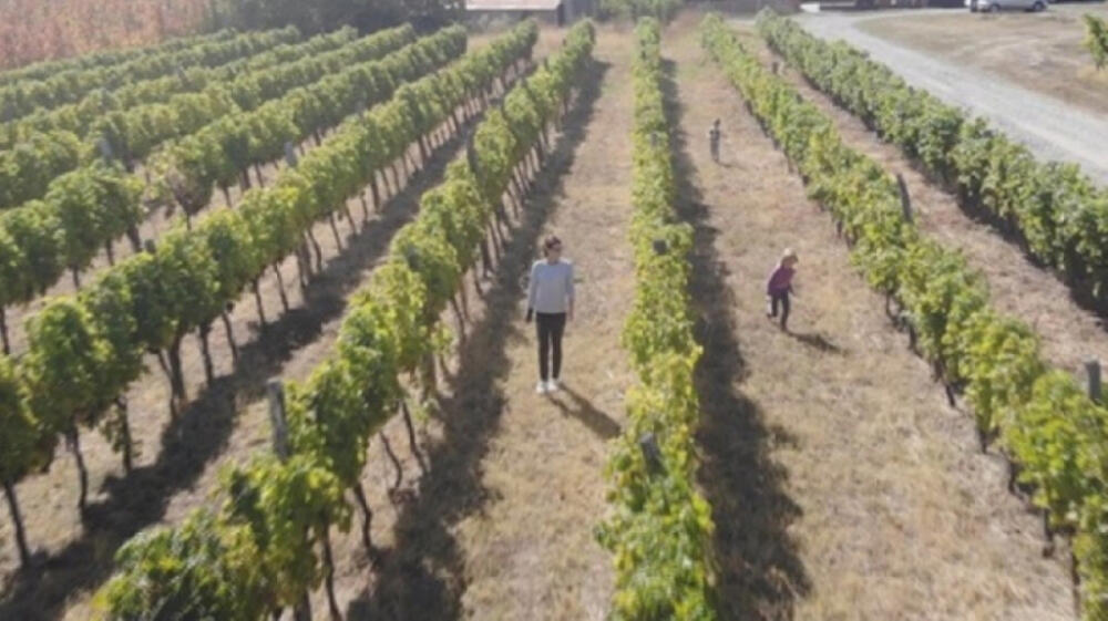 Topola, Vinograd, Vinogradi, Grožđe, Belo grožđe