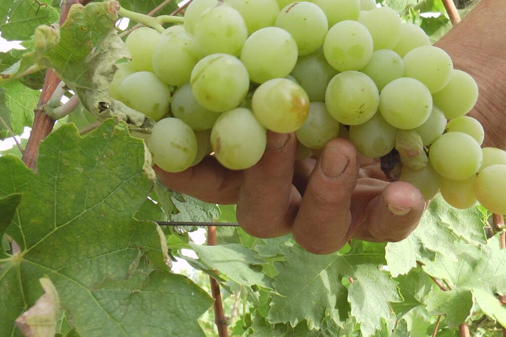 Evo kako da na prvi pogled prepoznate najslađe grožđe: Uz stare trikove odmah ćete znati kakvo je, bez greške!