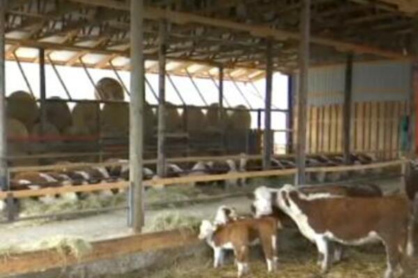 SVE VIŠE LJUDI SE OPREDELJUJE ZA NJIH! Zbog čega se u takovskom kraju sve više uzgajaju goveda hereford rase?