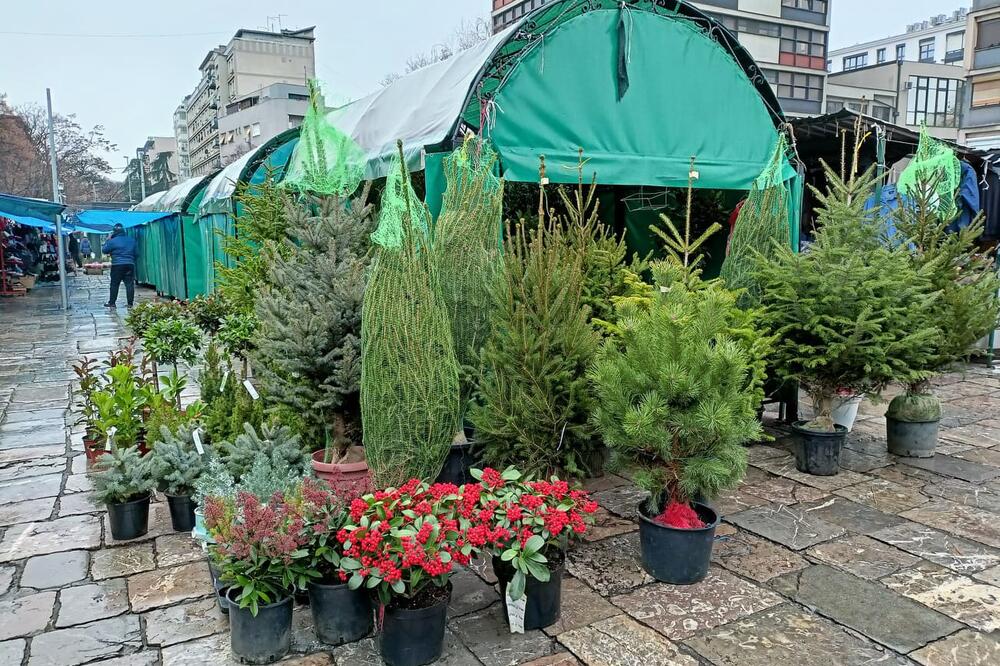 KOJE JELKE TREBA DA KUPIMO OVE SEZONE, KAKO DA IH POSADIMO I UKRASIMO? Ovo su saveti "JKP Zelenila" pred PRAZNIKE!