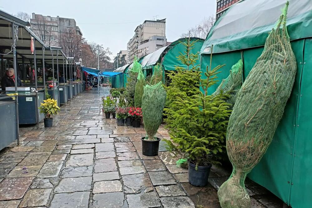 Evo koliko koštaju prirodne jelke ove godine: "Zelenilo" savetuje kako da vam drvo što duže traje