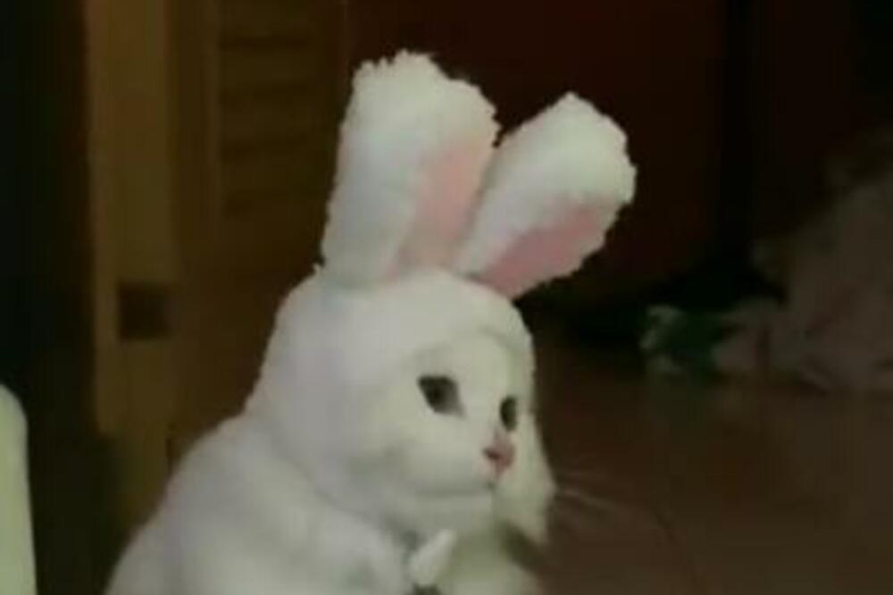 ŽIVOTINJA U KOJU GLEDATE NIJE ZEC: Kakav HIT! (VIDEO)