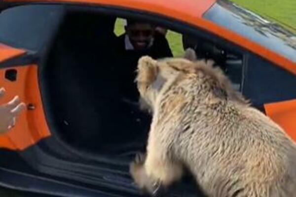 MEDVED ODVALIO VRATA SKUPOCENOG AUTOMOBILA: Zatim su ga zvali da ga HRANE JABUKAMA, SVE USNIMLJENO (VIDEO)
